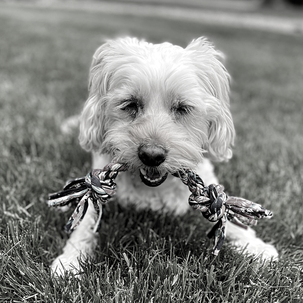 ReRope Small Looper with Tennis Ball Upcycled Fabric Rope Dog Toys